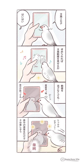 文鳥動画を見るのが大好きな1号だけど、動画を再生しなくてもそれはそれで楽しそう。なんでも楽しめる文鳥偉い
#文鳥 
#bunchoslife 
#4コマ漫画 
