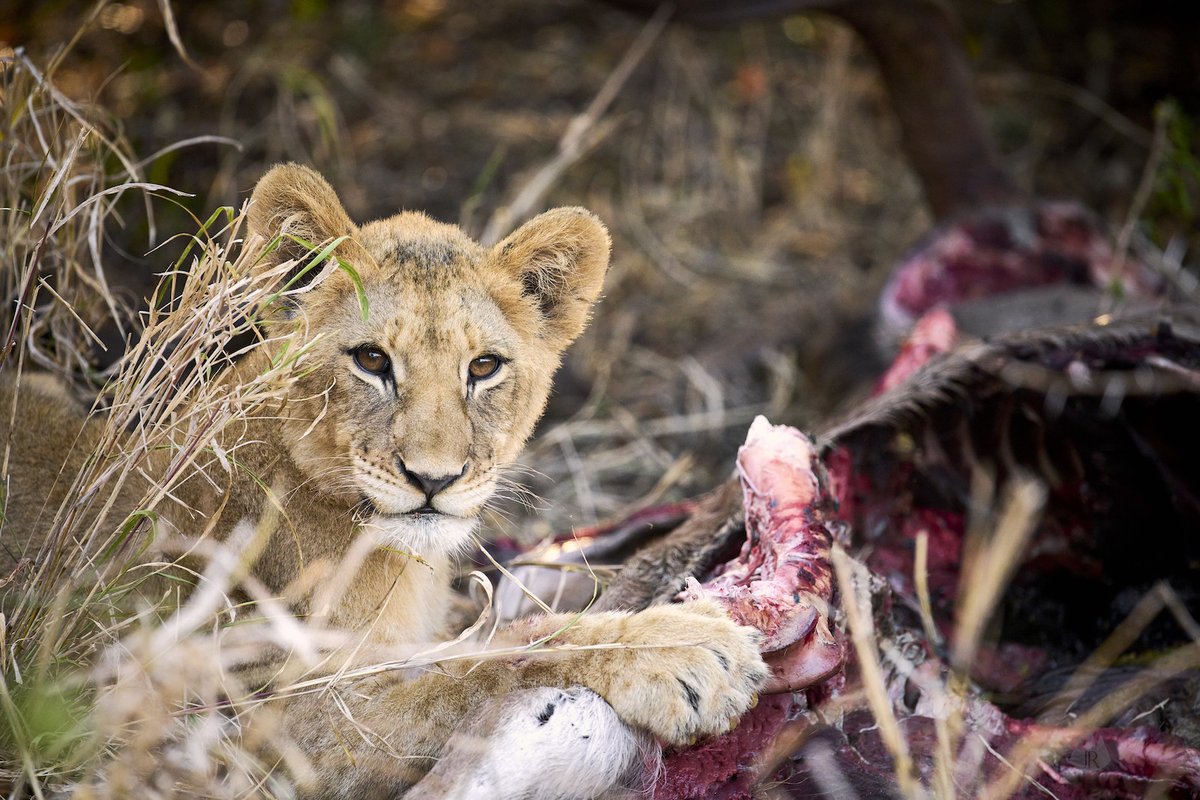 nikonrumors's tweet photo. The real world with the Nikon Nikkor Z 400mm f/4.5 VR S lens:

https://t.co/Kxo5jezru0 https://t.co/BVQk7rhM4P