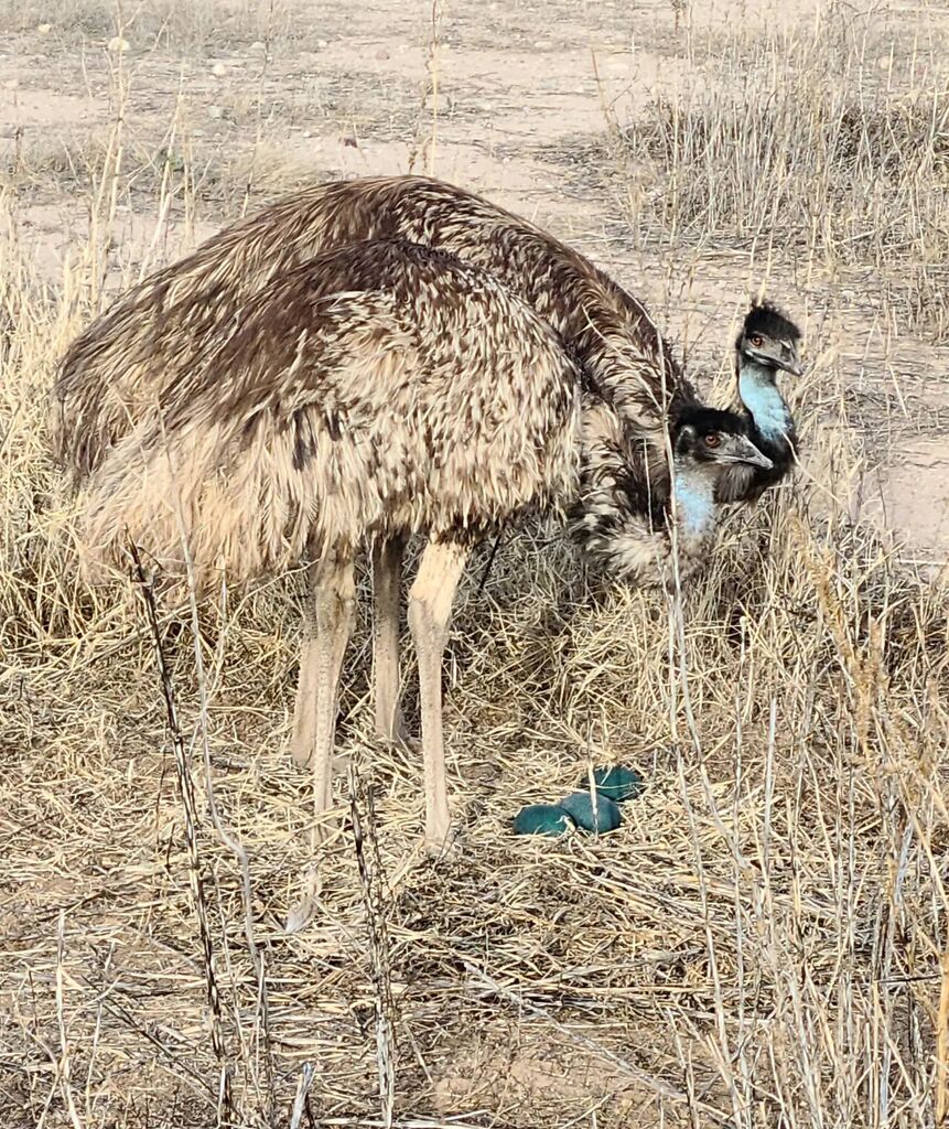 AngryAcresRanch's tweet photo. Doug and Kevin have a nest of at least three emu eggs. What should I do with them? Hatch, eat, sell, crafts? #emu #emus #emulife #eggs #ranchlife https://t.co/ZrcpQX8Rhe