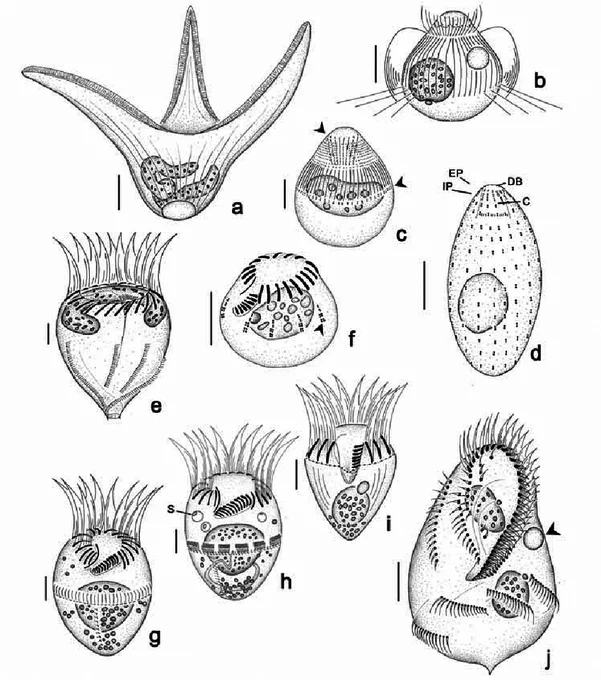 This illustration "a" from Kuppers et al. 2006 is Teuthophrys, so I'm guessing this is what I have. Usually I just get the regular hairy egg ones and occasionally Stentor 