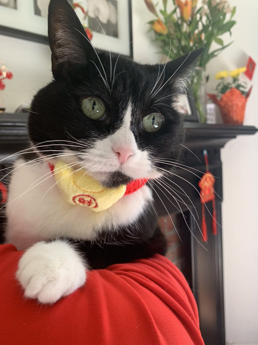 HKCENala's tweet image. 特手與發炎人祝香港人龍馬精神、心想事成、平安大吉；
祝貓狗主子繼續家肥屋潤、盤滿鉢滿、不勞而獲～
恭喜發財🧧