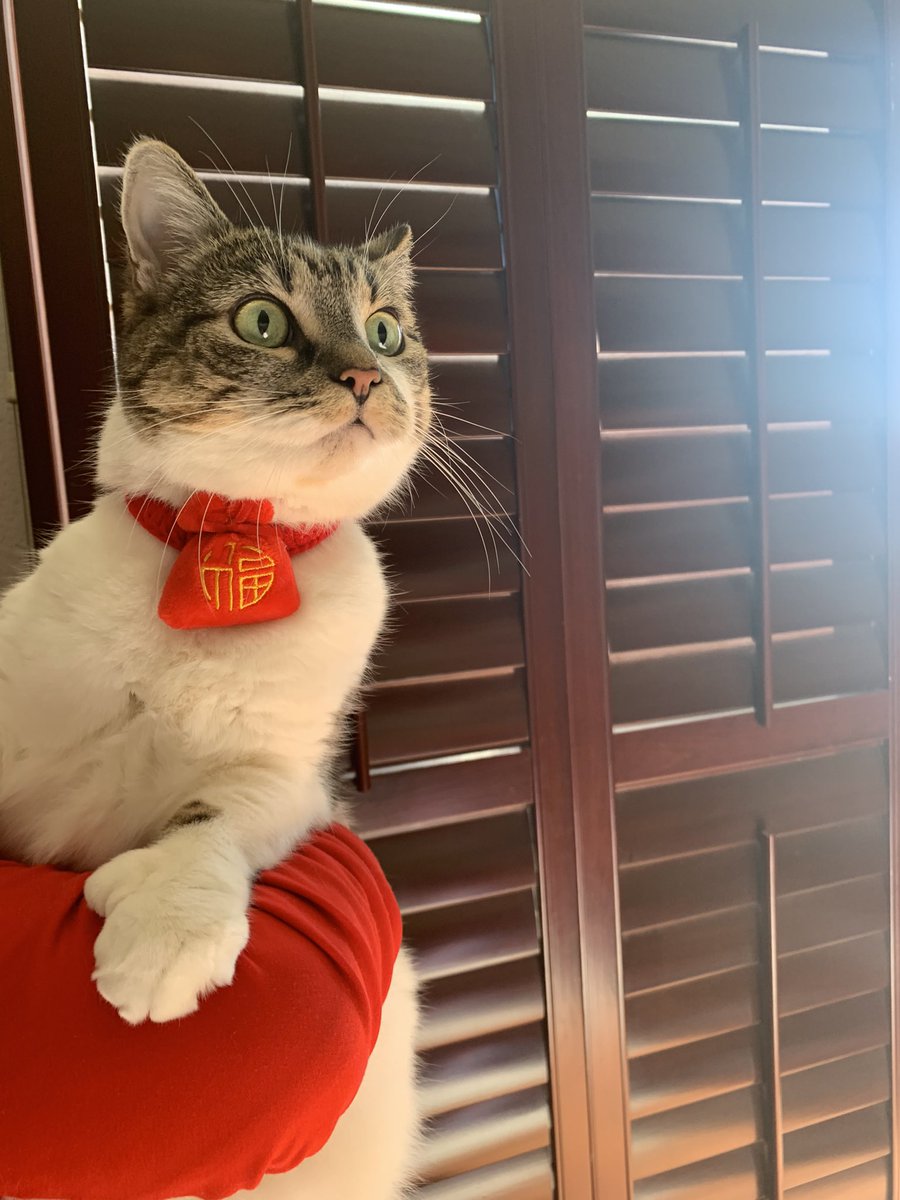 HKCENala's tweet image. 特手與發炎人祝香港人龍馬精神、心想事成、平安大吉；
祝貓狗主子繼續家肥屋潤、盤滿鉢滿、不勞而獲～
恭喜發財🧧