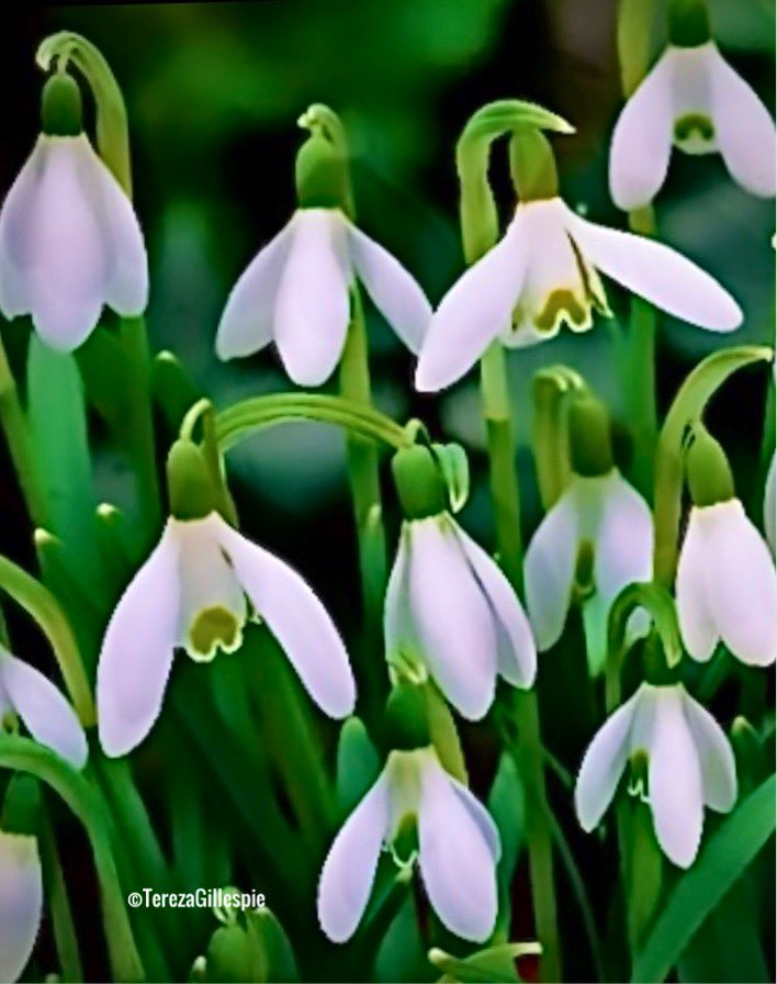 Don’t despair
dear human
For the Snowdrops
now do bloom
A sign of Winter
waning
Spring will be here
soon
Days will lengthen
further
As night’s long
darkness ends
The Sun with
warmth &amp; splendour
shall awaken
sleeping friends
©️Tereza Gillespie 2023
#poetry
