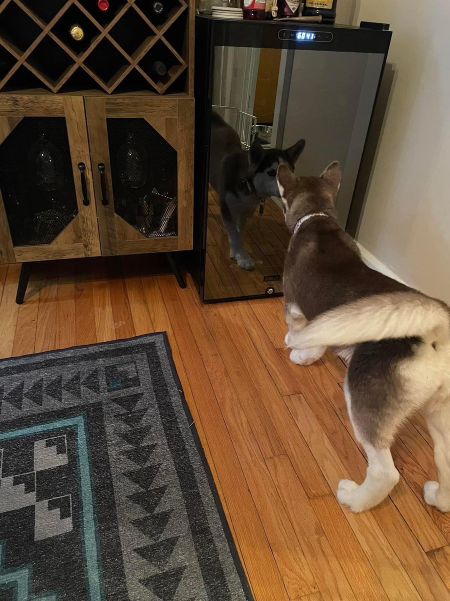 Richrodd's tweet photo. Ahsoka is mad that the other dog won’t play with her https://t.co/3XPsXl6gyX