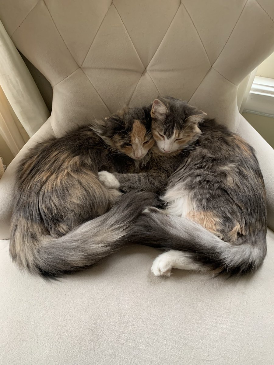 ltrombi's tweet photo. @TweetsOfCats And with her sister Toshi https://t.co/YcUVhNN56s
