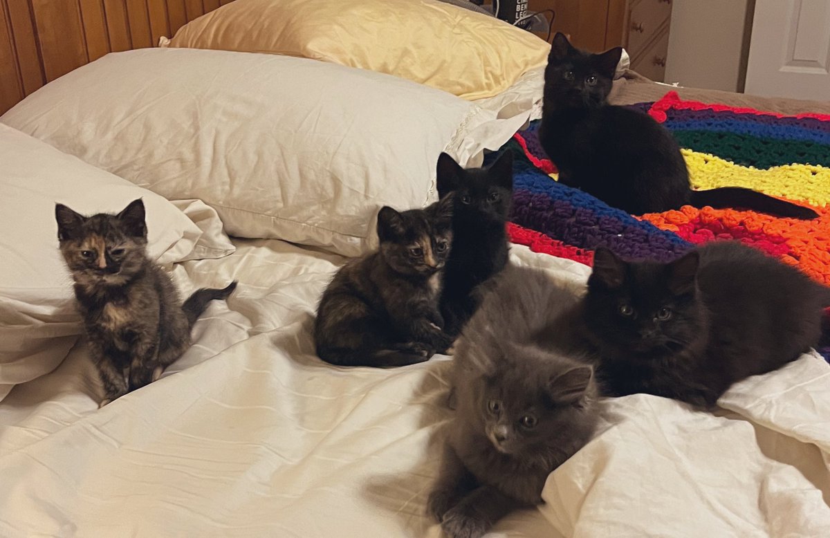 Foster_Fluff's tweet photo. Ummm… can someone please scoot over a tad so I can climb in? 🤣 #BedHogs #kittens #CatsOfTwitter https://t.co/XoqPZEPhVk