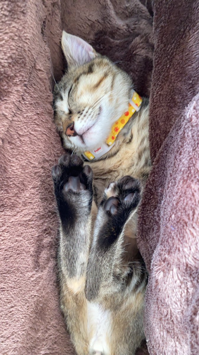 sibire_k's tweet photo. おはようございます。今朝も迷子のルルをさがしていたら、こたつの隙間で寝ていました。
心配した！狭くないのかな😂😂
ルルと共に、今週も頑張ります。
#猫とこたつ https://t.co/A5p1ki57Qf