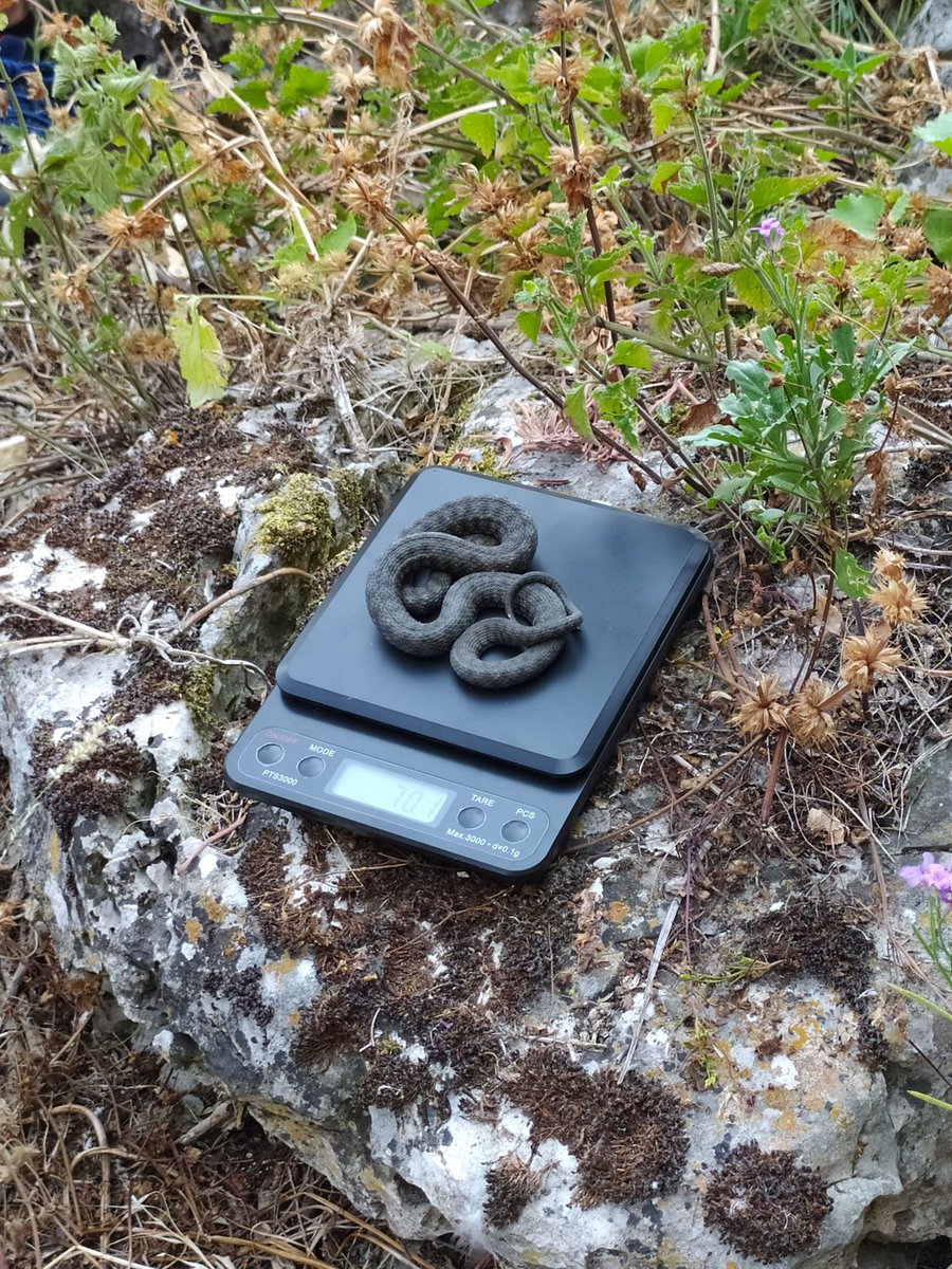 Lombardo_Shane1's tweet image. Population monitoring of Natrix tessellata in North Macedonia 🐍
#populationmonitoring #snake #ecology