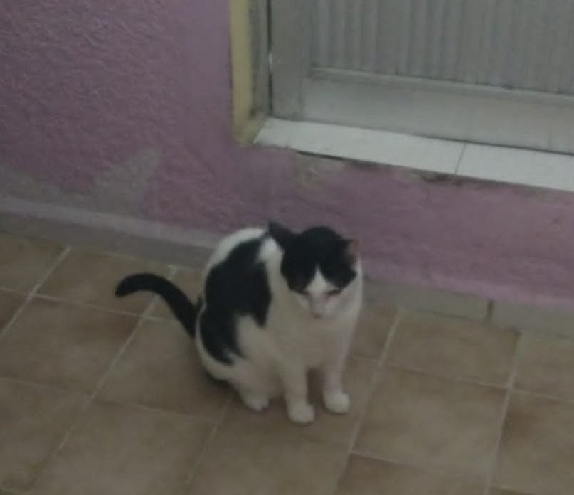 Infra52x's tweet photo. @tu_mpdg Ella es Vaquita y el Jijis..... A ella le encanta el pollito y a el Jamón... Ella es muy hogareña, no sale de la propiedad y él luego se va de party en las noches. https://t.co/XkitqVLuwG