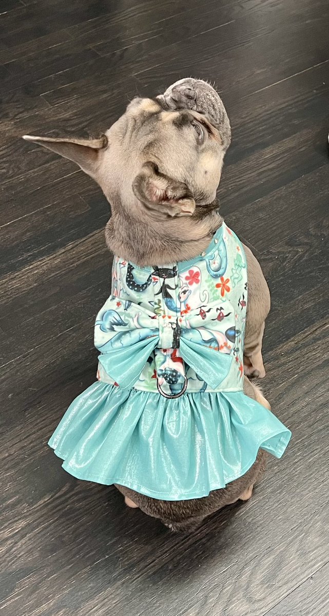 melmodco's tweet image. Atilla in her new harness! #frenchie #frenchiepuppy