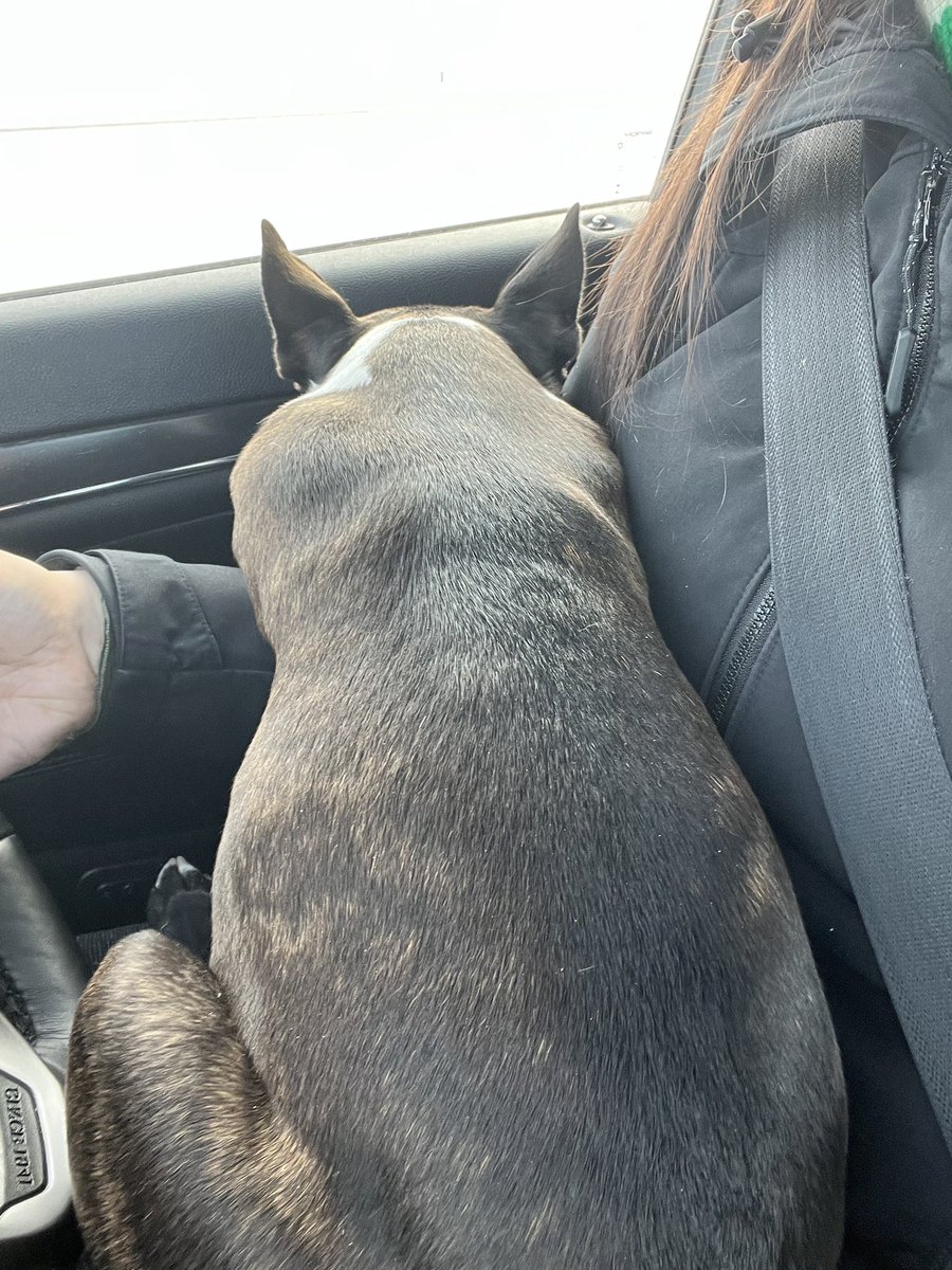 I missed her so much. I’d like to think from her reaction she has missed me too. 🥺❤️. This is the longest I’ve ever been away from this lil munchkin. 🐾🐶