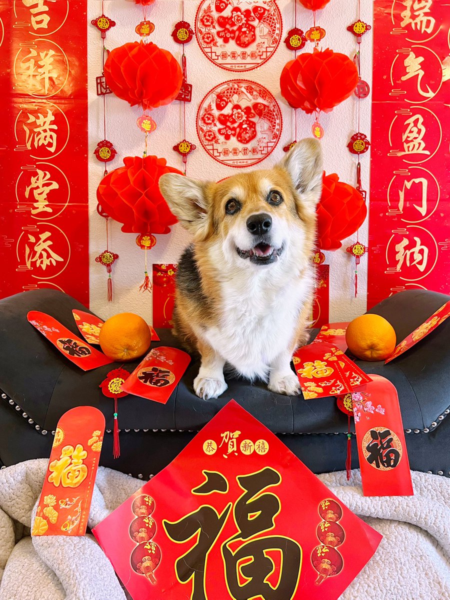 Happy Lunar New Year! Wishing you good health, good memories, laughter, and luck in the year of the rabbit! ❤️🧧🐇🏮🐾🍊🎋🐰❤️