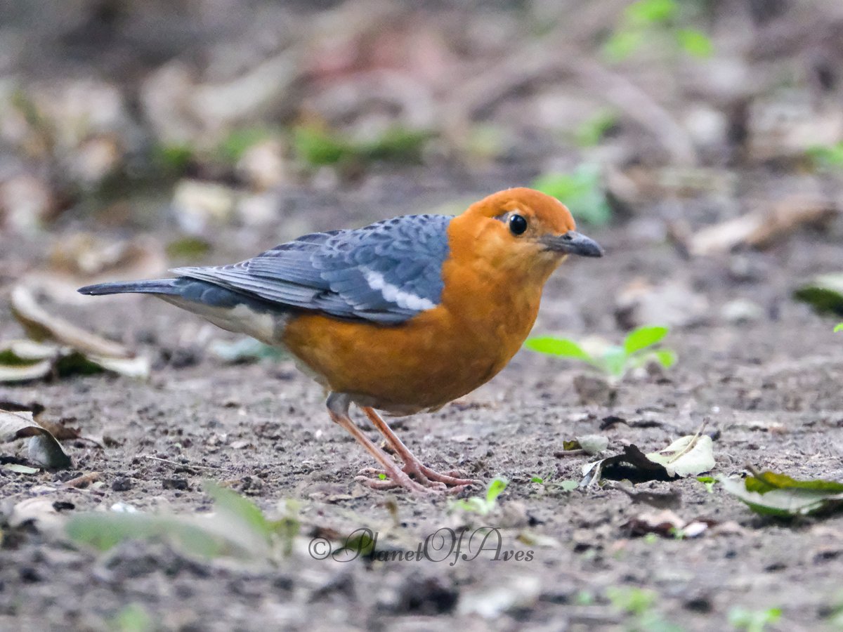 Vivek Raghuvanshi tweet media