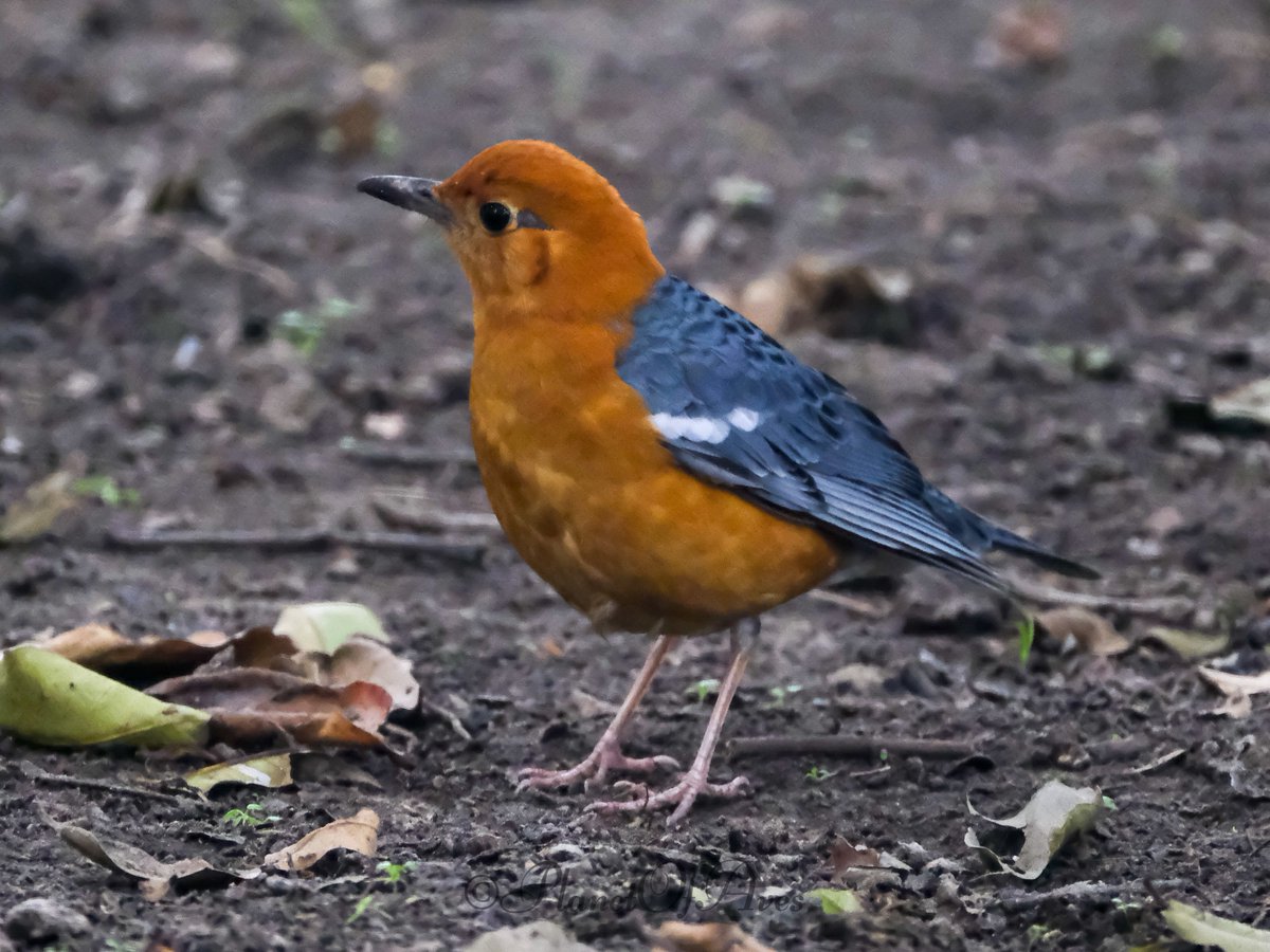 Vivek Raghuvanshi tweet media