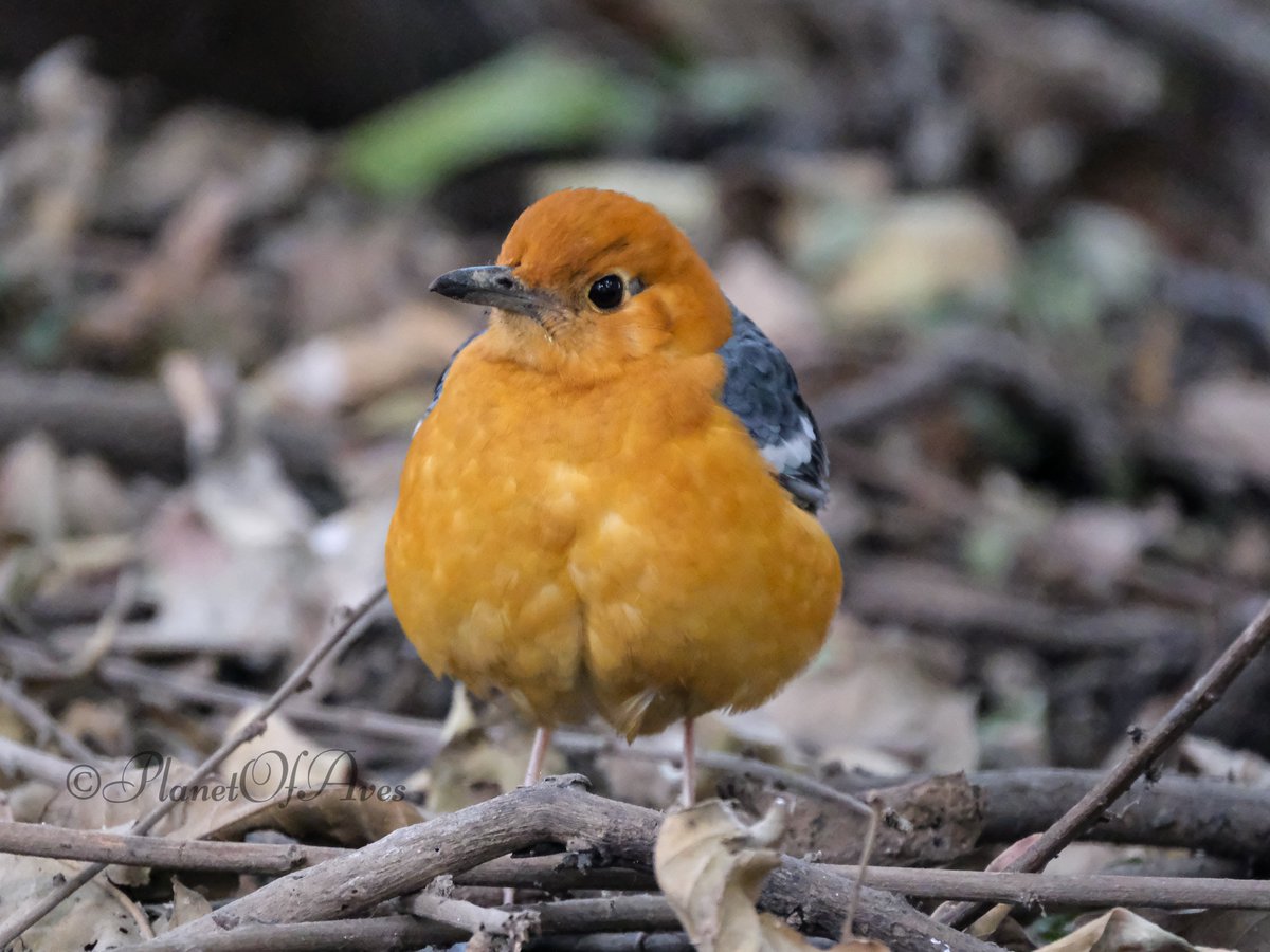 Vivek Raghuvanshi tweet media