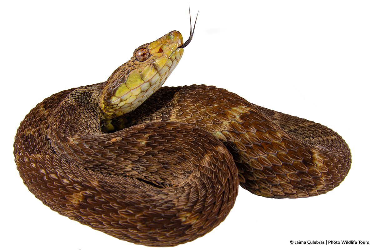 Jaime_Culebras's tweet photo. La víbora más conocida de la Amazonía ecuatoriana: Equis o Cuatro narices (#Bothrops atrox).
#The most famous #viper from Ecuadorian Amazon: Fer-de-lance (Bothrops atrox).
#viperidae #amazonrainforest #vibora #snake #venomous #venom #ecuador https://t.co/vtvFmlmD9H