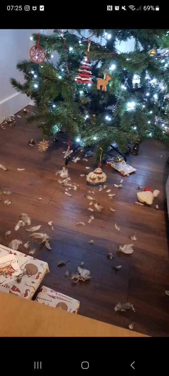 primary_senco_'s tweet photo. @DeputyPeake This was my Christmas last year...there was a pigeon wrapped around the base...perils of 5 cats! https://t.co/vNH2bClw4N