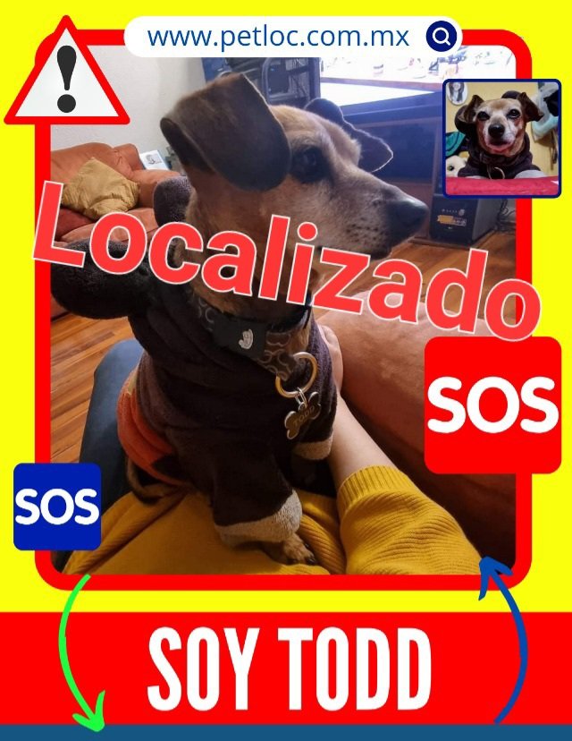 gabsf_'s tweet photo. #Actualización Todd ya está en casa. Muchas gracias a todos por compartir y sus buenas vibras.
@PrrosPerdidosMX @CaninaAmber 
@PerdiMiPerroMx @Alc_Iztapalapa
#cdmx #Iztapalapa #ColonialIztapalapa https://t.co/3UWbUCK3IS