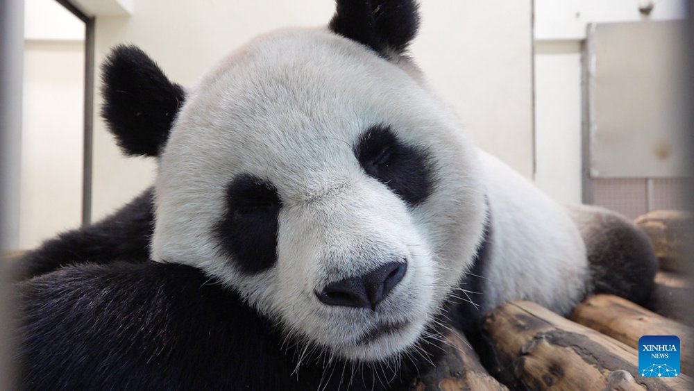 Giant Panda Yuanbao The Second Daughter Of Tuantuan And Yuanyuan The Panda Pair From The 