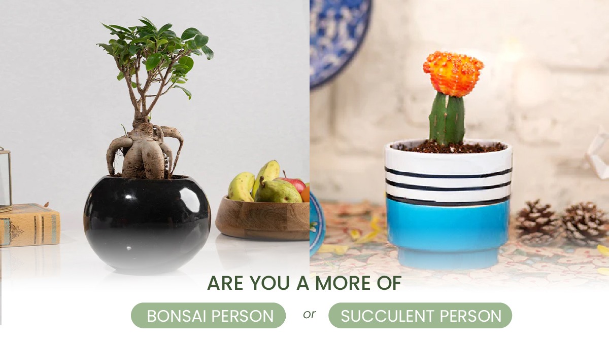 Which one are you? Hit 'Like' if you are a Bonsai person and 'Repost' if you're a Succulent person!

#AravaliiHomeAndGifting #plants #plantparents #indoorplants #Bonsai #succulents