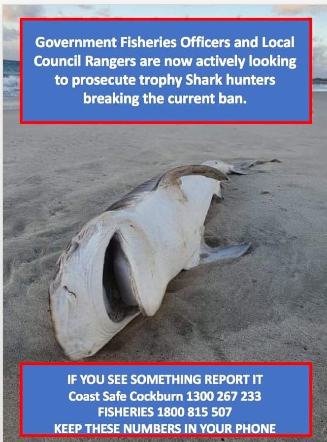 JayStill4's tweet photo. So.. #Perths #poster #boy for #shark #torture Jamie Dennis, has responded to the State government and local councils recent ban on Shark fishing by #publicly #posting that he #intends to #TROPHY #HUNT #SHARKS ON #METRO #BEACHES under the cover of darkness for TikTok likes
🤔😳🤦‍♂️ https://t.co/xMBx0OjOVl