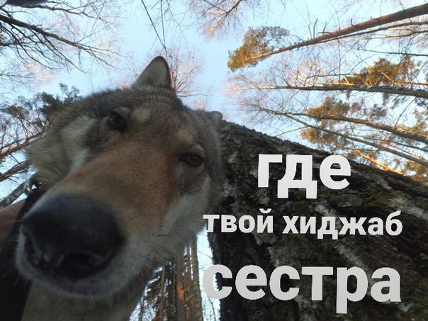 MrPykN's tweet photo. @PutinLoxEbany @own3010 https://t.co/ZqNdIpyC0N