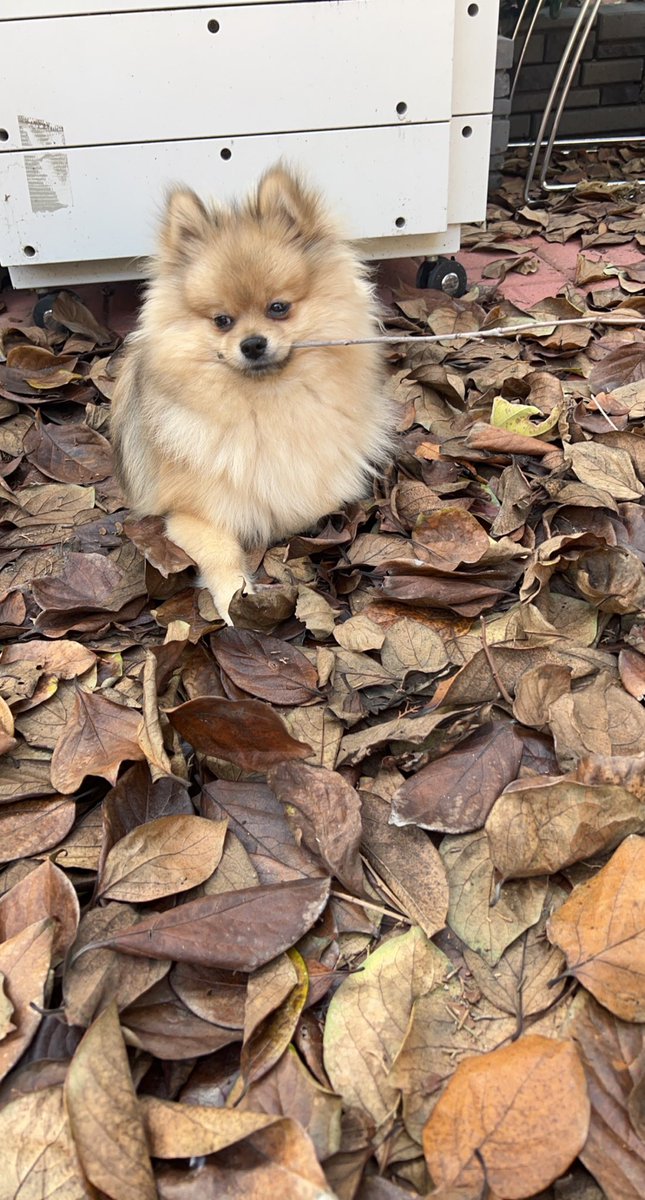 Dennis Bui tweet media