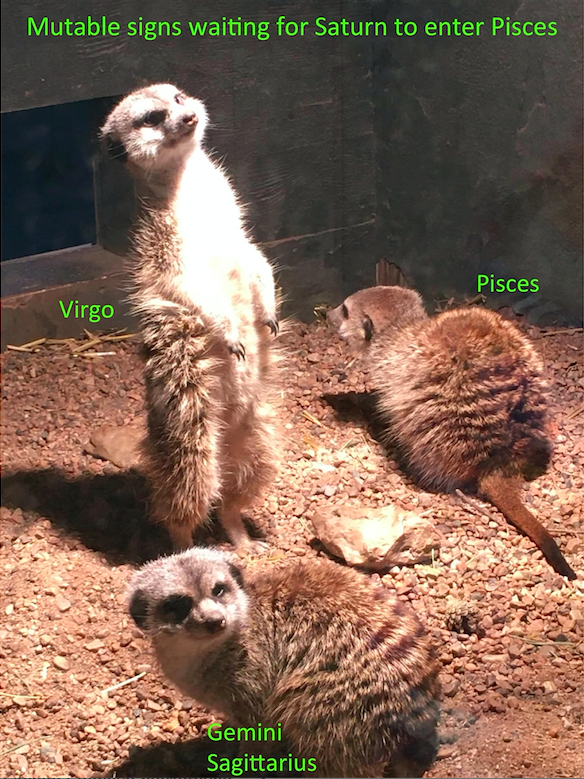 Nataleo71379448's tweet image. i made my first astrology meme featuring original photo by my mother. #mutable #saturn #pisces #meerkat