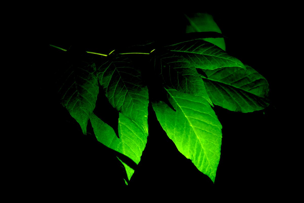 MattFoxMusician's tweet photo. Green Study. #thecolorgreen #beinggreen #goinggreen #naturephotography #fineartamerica

Art by Matt Fox
https://t.co/f2cDoyK863

New artwork posted daily. Give me a follow. https://t.co/79UKELTpYd