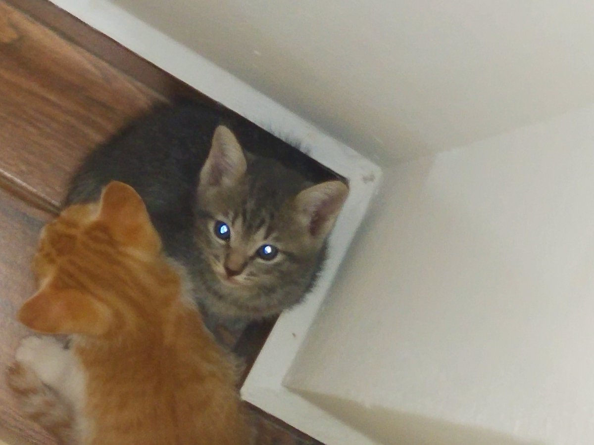 QueQue2808's tweet image. Two little beans❤❤