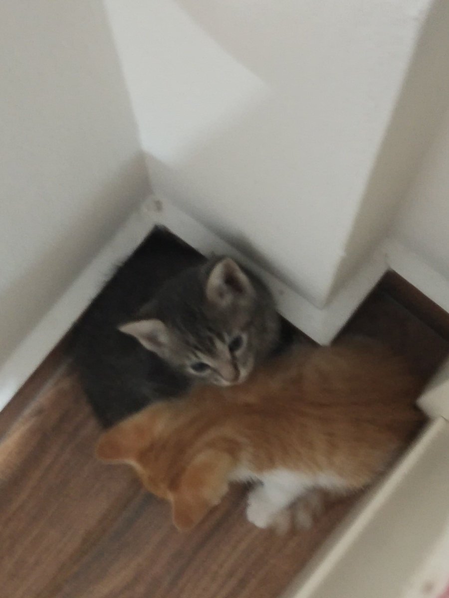 QueQue2808's tweet image. Two little beans❤❤