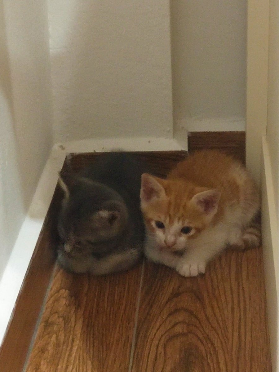 QueQue2808's tweet image. Two little beans❤❤