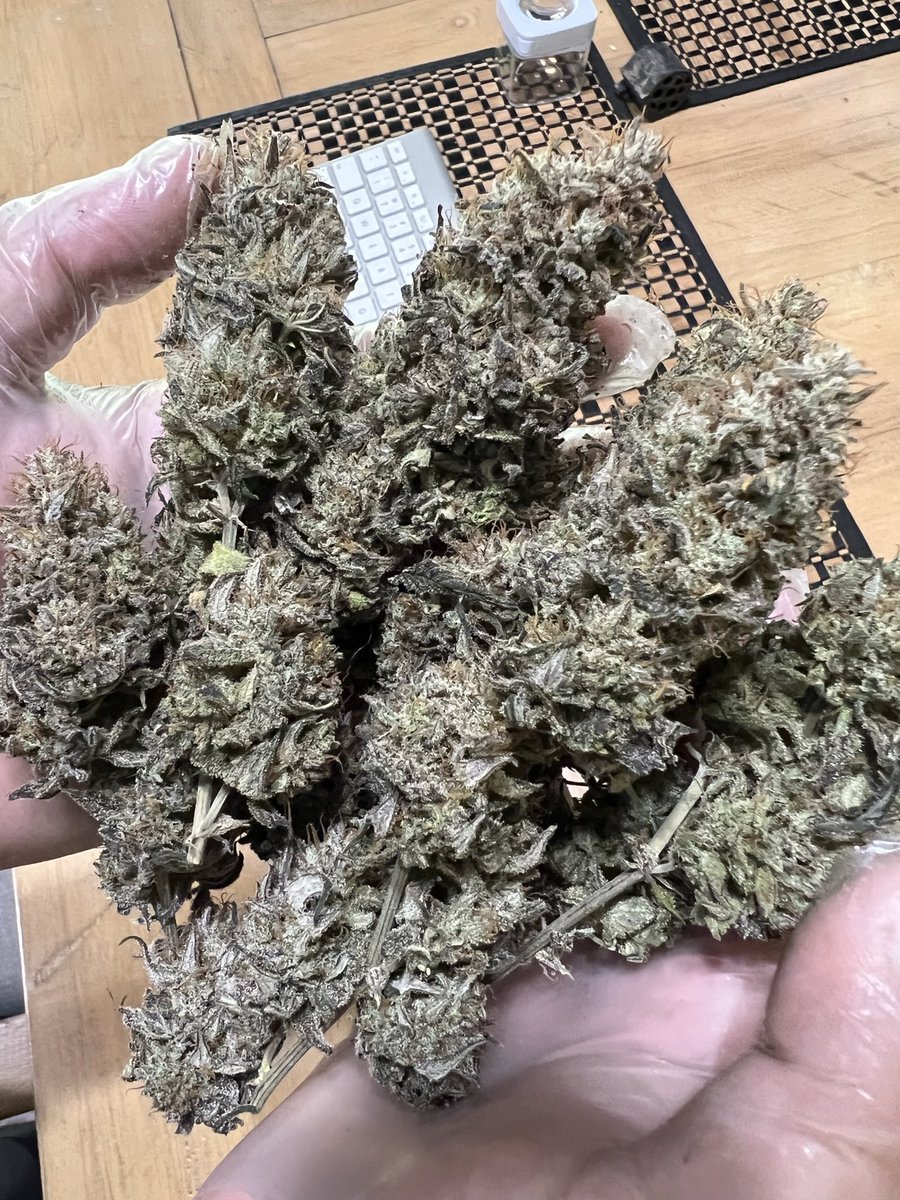 Kreamofthekrop2's tweet photo. #marijuana #cannabis #dope #weed #pot #kush #cbd #weedlife #exotic #kreamofthkrop #weedsmokers #weedcommunity #weedsmokersonly https://t.co/j41gaFV5m0