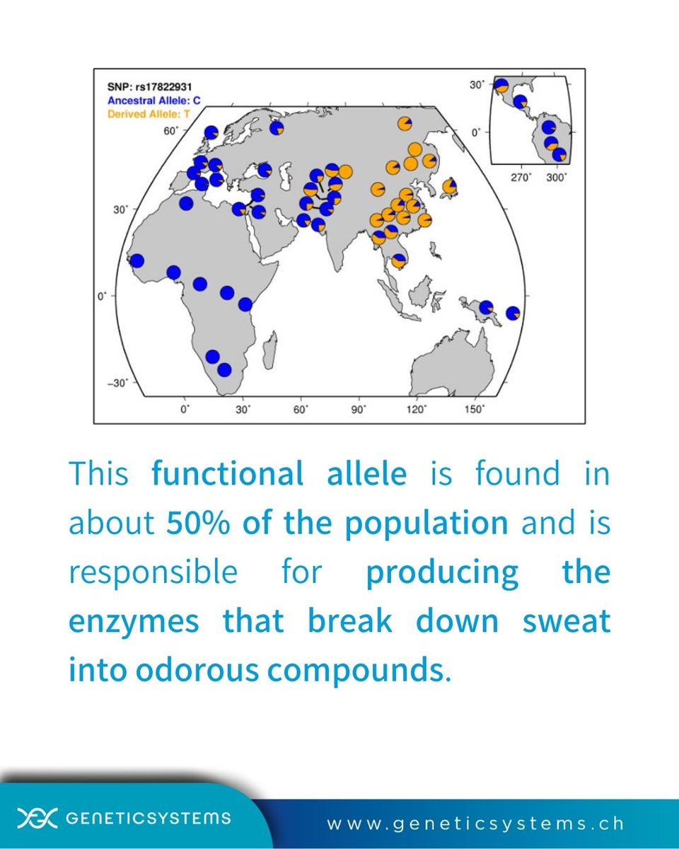 GeneticSystems's tweet photo. A new study published in @NatureComms has found that a specific allele (version) of the #ABCC11 gene is essential in the biochemical formation of human underarm odor.
#biochemistry #biology #ScienceTwitter https://t.co/QSwczPrMn2