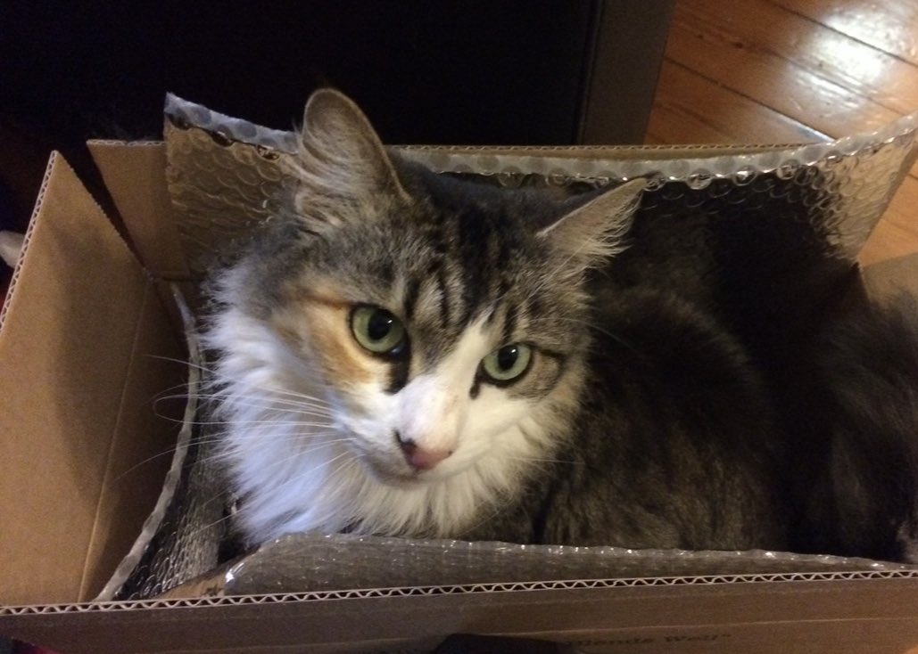 phitchener9's tweet photo. Elaborate toys are all very well… but often a cardboard box is all you need! Is it the same at your place? #mascara #rescue #oneofthree #theyruntheshow https://t.co/Lscdb0LAJo