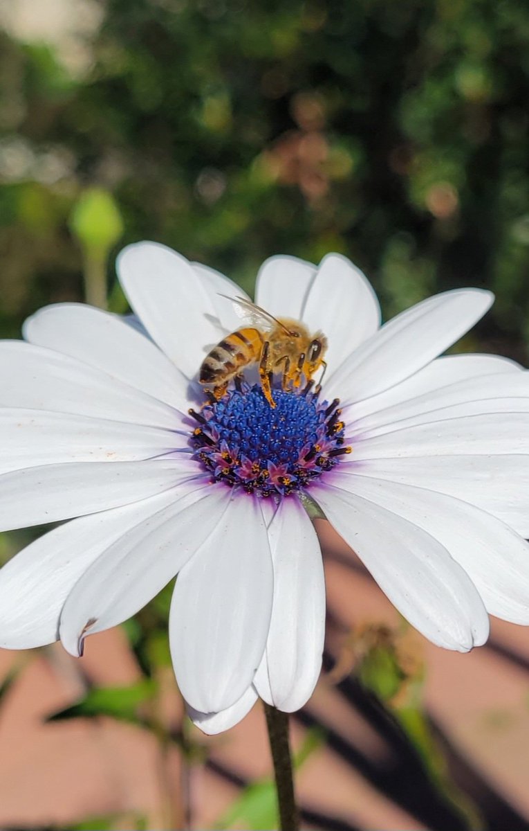 Where flowers bloom, so does hope. 💙 #flower #garden #flowerhunting