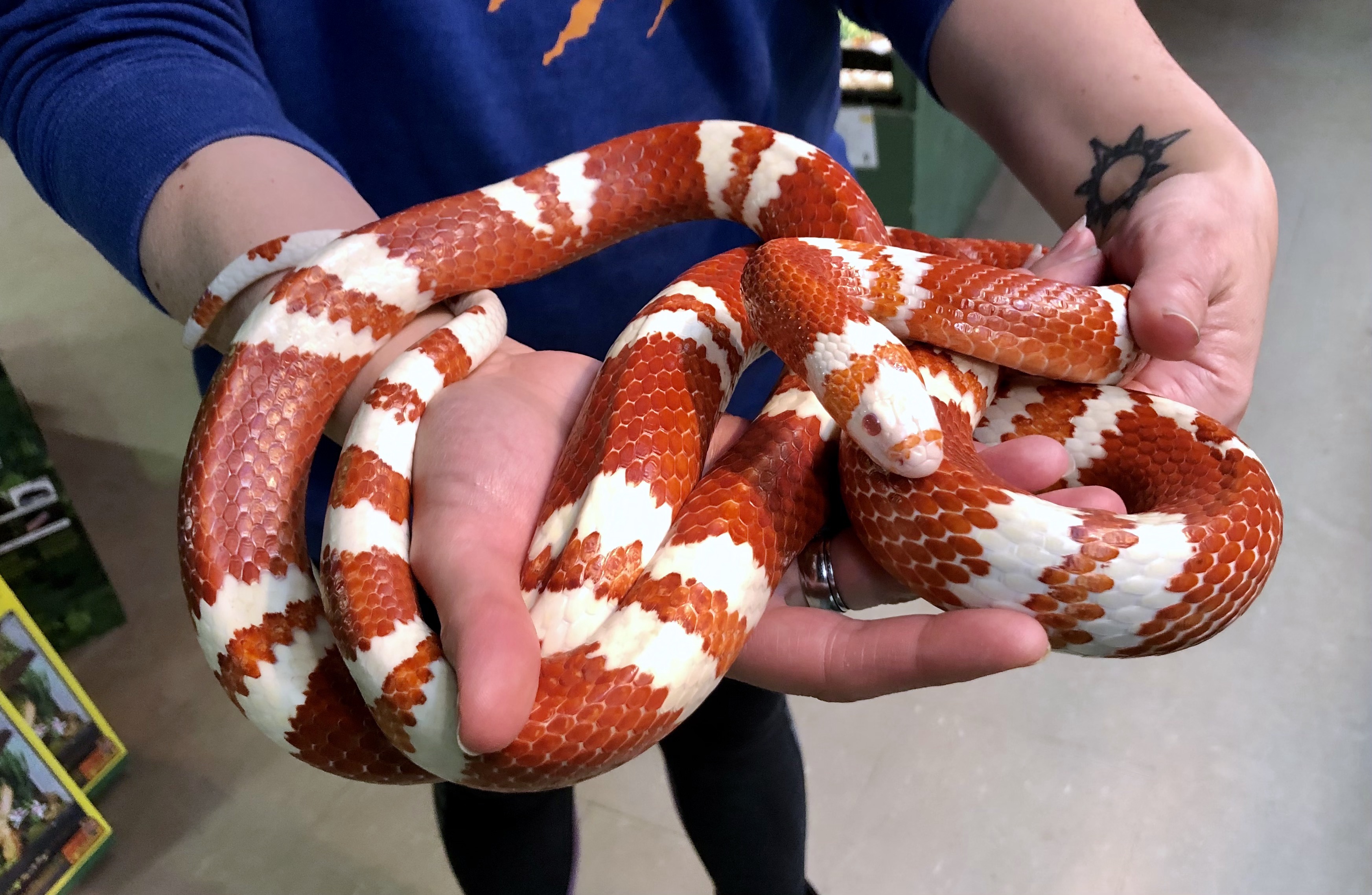 Full Grown Honduran Milk Snake atelier-yuwa.ciao.jp