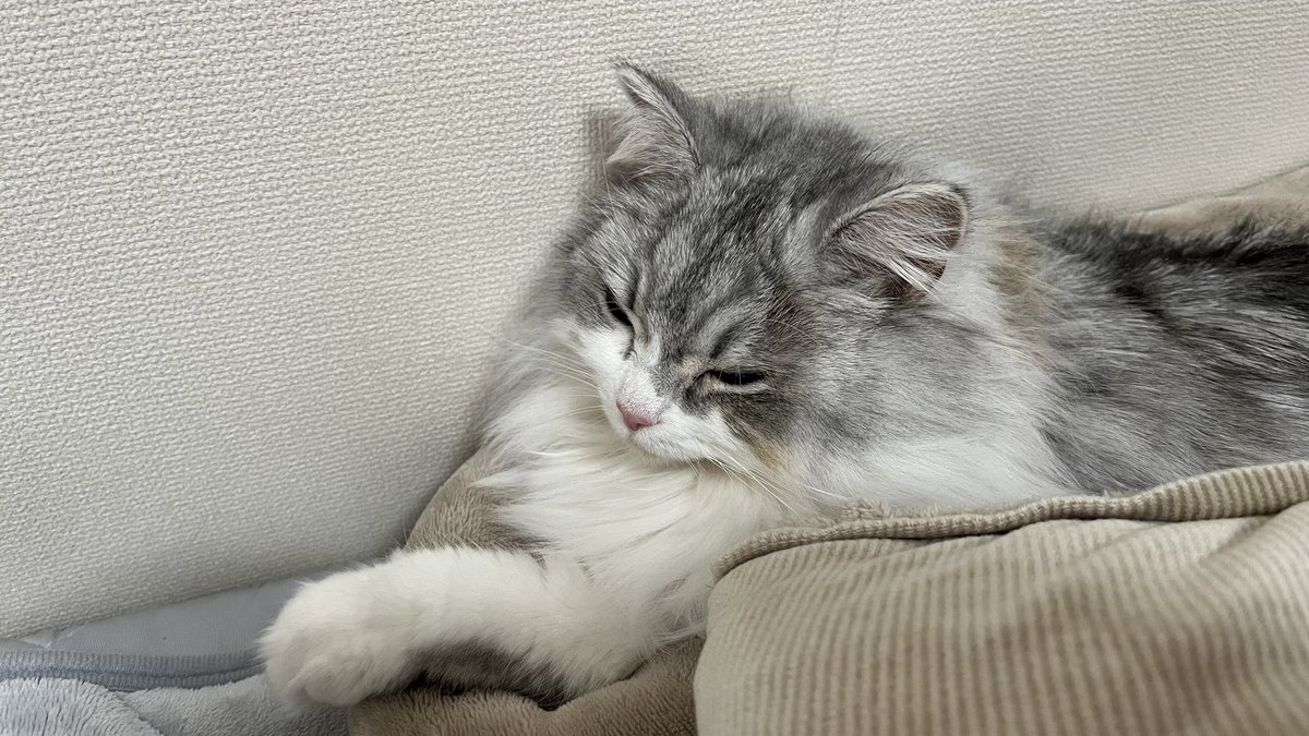 おねむなフィアちゃん😴