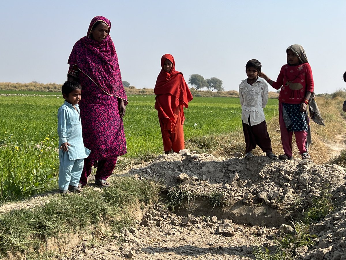 PKMT Agroecology farm in Badin farmed by a Hindu woman farmer. She, her daughter-in-law, and grandchildren have sown six varieties of wheat plus mustard; now thinking of planting vegetables on a small patch of land alongside the wheat. #NoLandNoLife