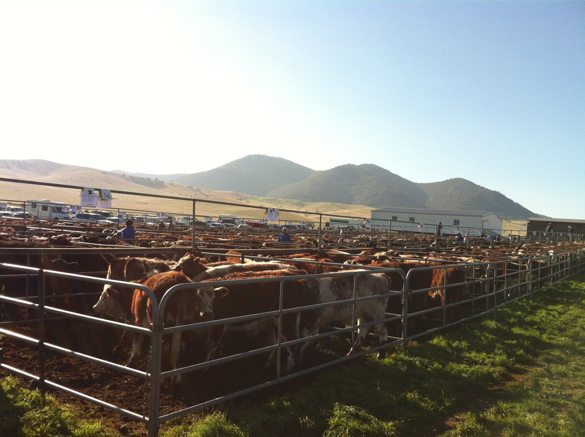 Emma Field (@saysemmafield) on Twitter photo Journalism opportunity!!! We are searching for an ABC rural reporter based in Gippsland. It’s fab patch (attached pics to prove it) and you get to work with me and other <a href="/ABCRural/">ABC Rural</a> legends! Any qns hit me up. Applications are open now, closes Feb 5 link 👉🏼 careers.abc.net.au/en/job/502985/… Journalism opportunity!!! We are searching for an ABC rural reporter based in Gippsland. It’s fab patch (attached pics to prove it) and you get to work with me and other <a href="/ABCRural/">ABC Rural</a> legends! Any qns hit me up. Applications are open now, closes Feb 5 link 👉🏼 careers.abc.net.au/en/job/502985/…