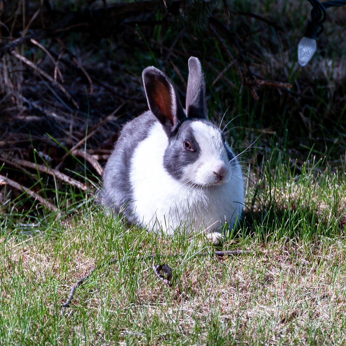 NoFoLight's tweet photo. How many times do you have to remind me? I know it's the year of the rabbit! #photography #animal #rabbit #NewYear2023 https://t.co/7u0MCm650R