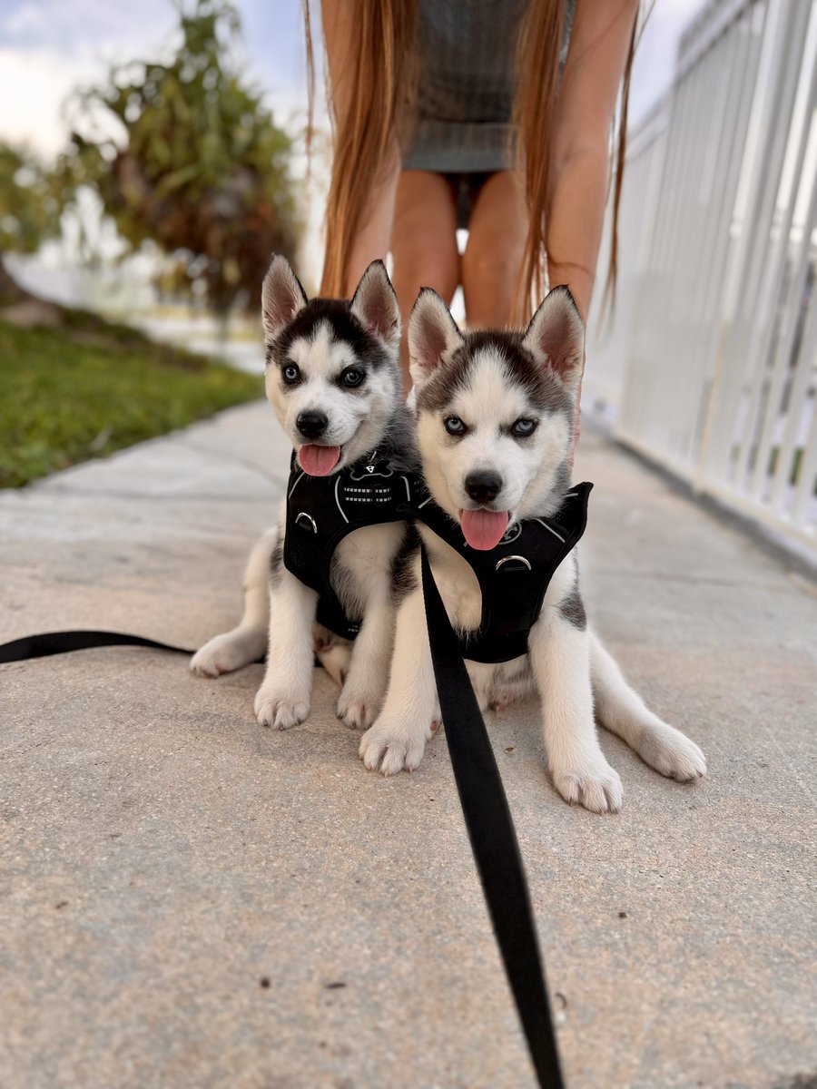 Gsxxo's tweet photo. Max and Blue 🥹💗 https://t.co/PNDIt5qHFy