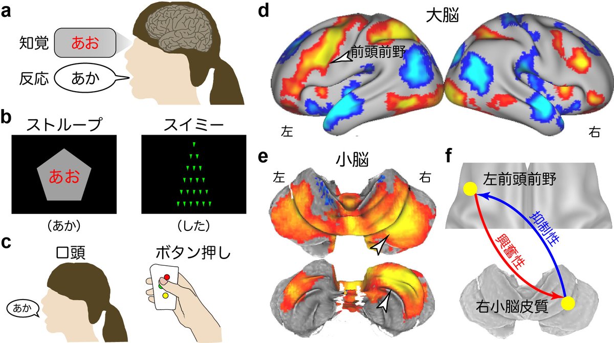 jnsorg's tweet image. #神経科学トピックス
言葉が示す内容と記された色の矛盾を乗り越えるための脳のしくみ
jnss.org/news-topics?id…
doi.org/10.1038/s41467…
Nat Commun. 2023 Jan 11;14(1):27.
慶應義塾大学大学院理工学研究科
岡安　萌
#StroopEffect #PrefrontalCortex #Cerebellum