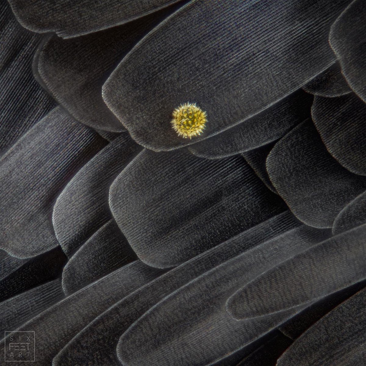 🌻+🦋 Sunflower pollen on the wing scales of a hummingbird hawkmoth, Macroglossum stellatarum in a magnification of 50:1. Real colors.

0,4⁣µm steps, 212 single shots
⠀
#macroglossumstellatarum #taubenschwänzchen #macro #makro #insects