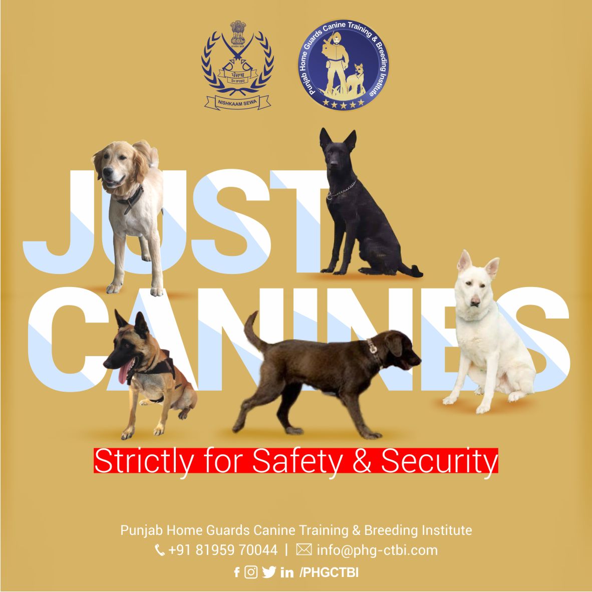 PHGCTBI's tweet photo. Strictly for🚫Safety &amp; Security🚫Just Canines. #PHGCTBI performs search, rescue, detection &amp; guarding services with the help of specially trained dogs. Our #k9dogs &amp; #k9handlers can be deployed patrolling large &amp; complex environments.
#sniffers #k9training #caninetraining https://t.co/nJ6zxPnKbk