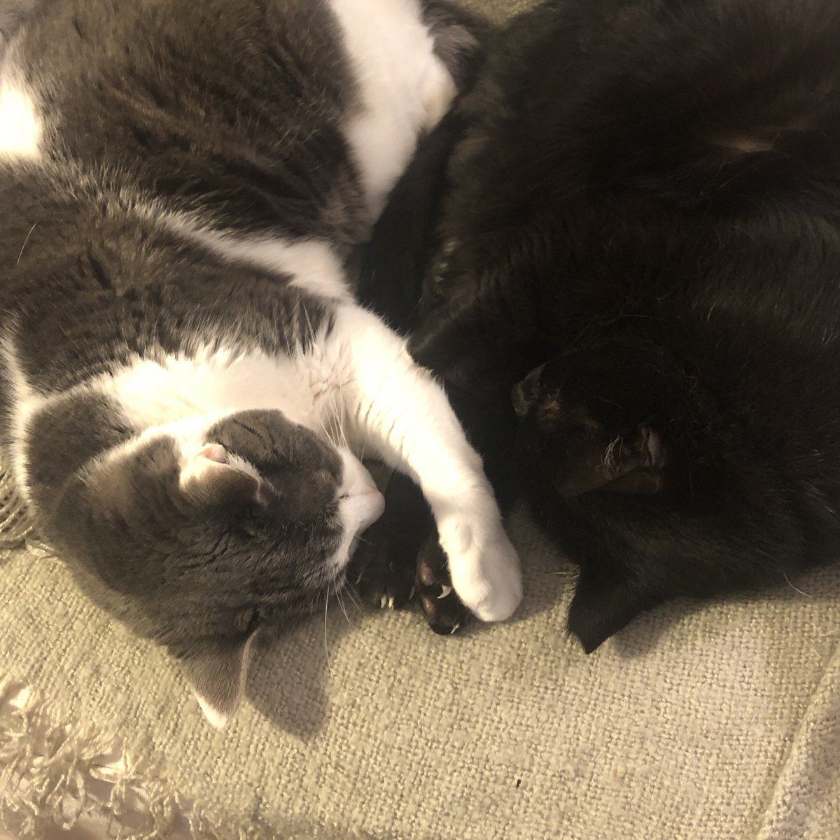 Jason Kim-Seda, Ed.D. (he/him/his) tweet media