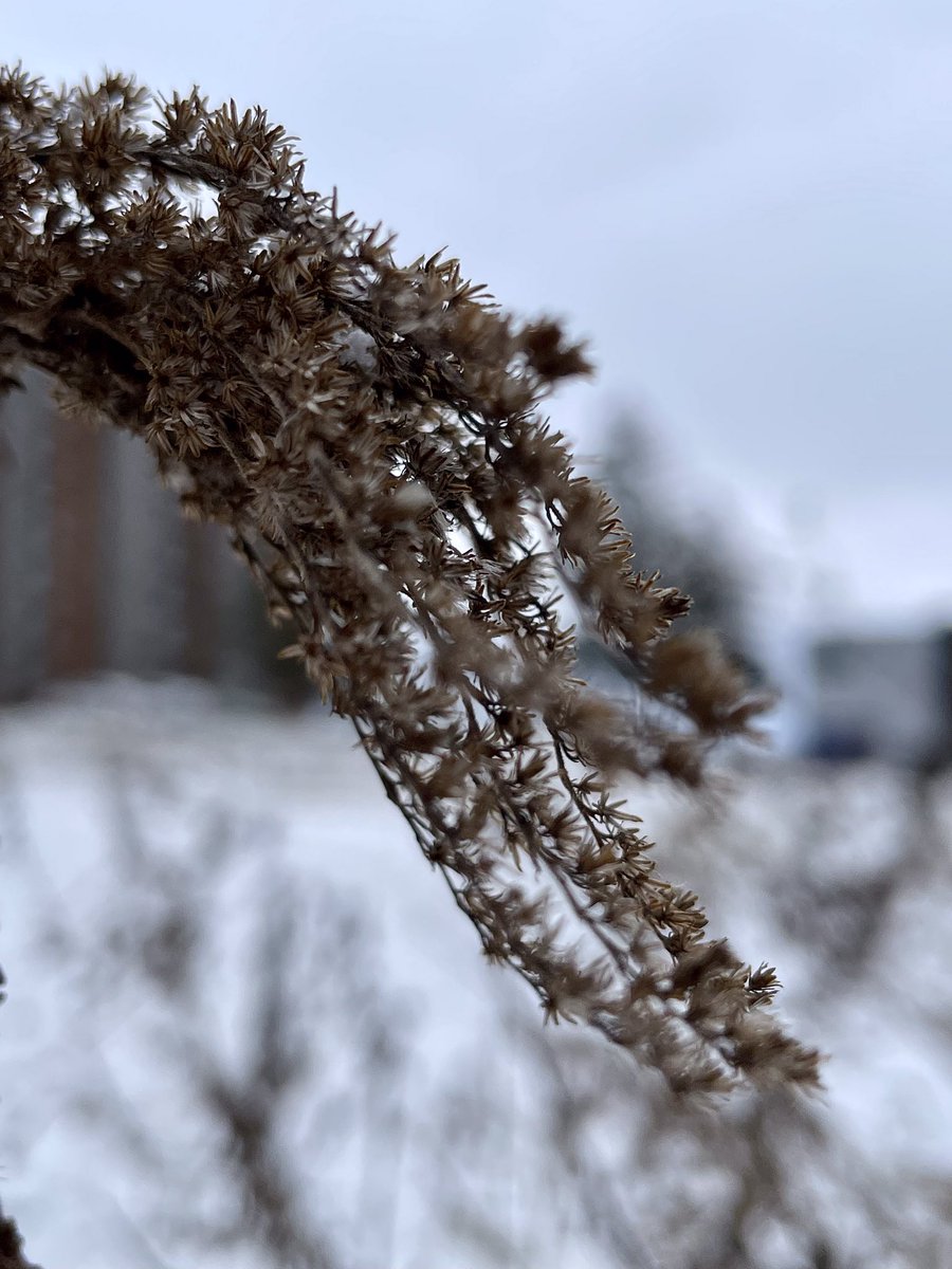 Flow

Even winter has beautiful things!

#plants #outdoors #winter #myphoto #originalcontent #outdoorphotography #photography #naturephotography #outdoorphotography #naturelovers #outdoorlovers