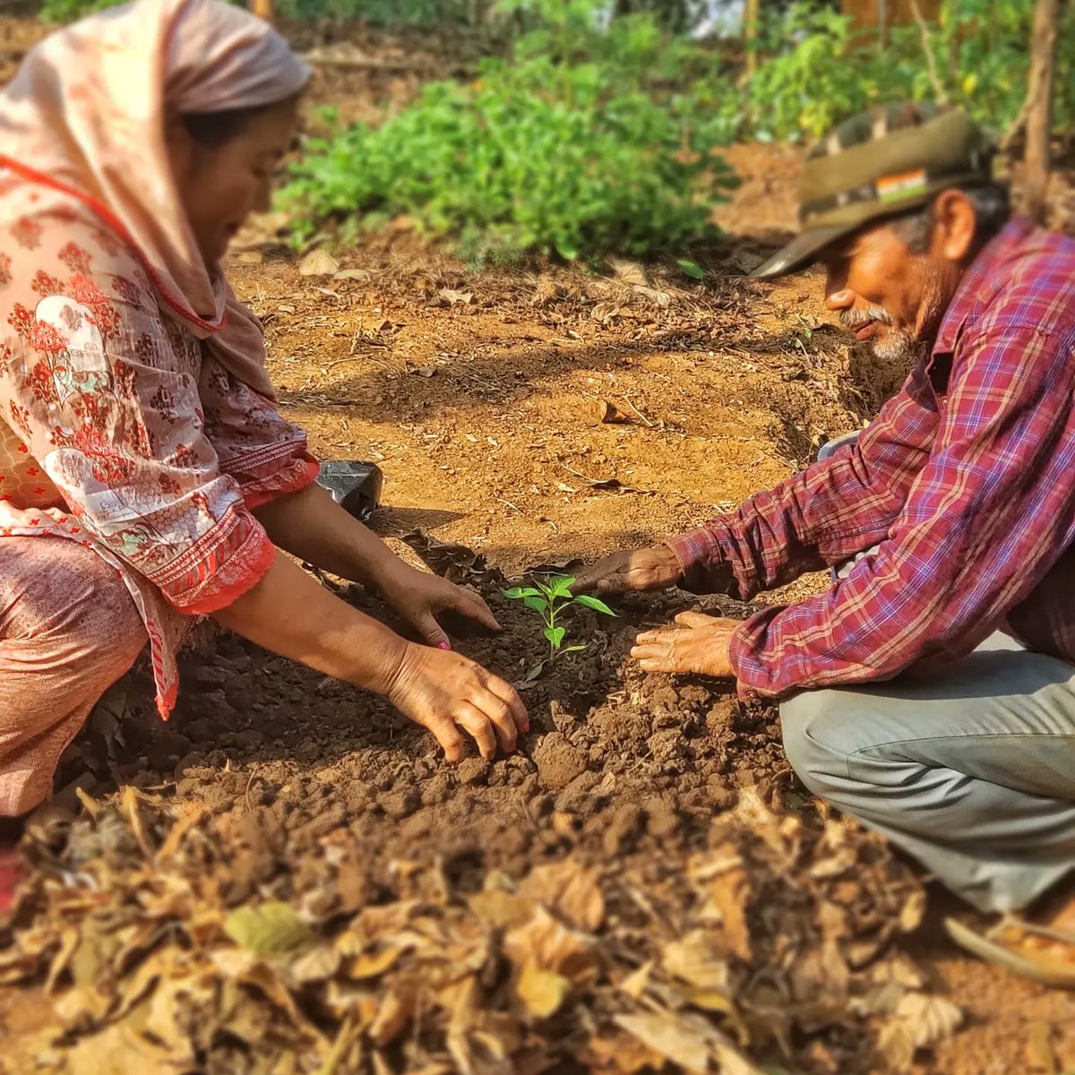 farmer_samir's tweet photo. No life without soil and no soil without life.If we hurt our soil for food, we hurt us.We co create a healthy soil with compassionate farming.Madam from Dimapur, Nagaland practicing no-till planting. She &amp; her son joined the 3 days Family compassionate farming internship program. https://t.co/Ez2a4wreEZ