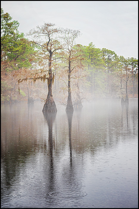 Fog on the Mill Pond fine art print. Like it? Get it at bob-decker.pixels.com/featured/fog-o…

#ArtMatters #AYearForArt #BuyIntoArt #GiveArtNotCandy #fineart #wallart #fineartphotography #fog #millpond #naturephotography #PhotographyIsArt #landscape #homedecor #cypresstrees #SouthernCharm #art