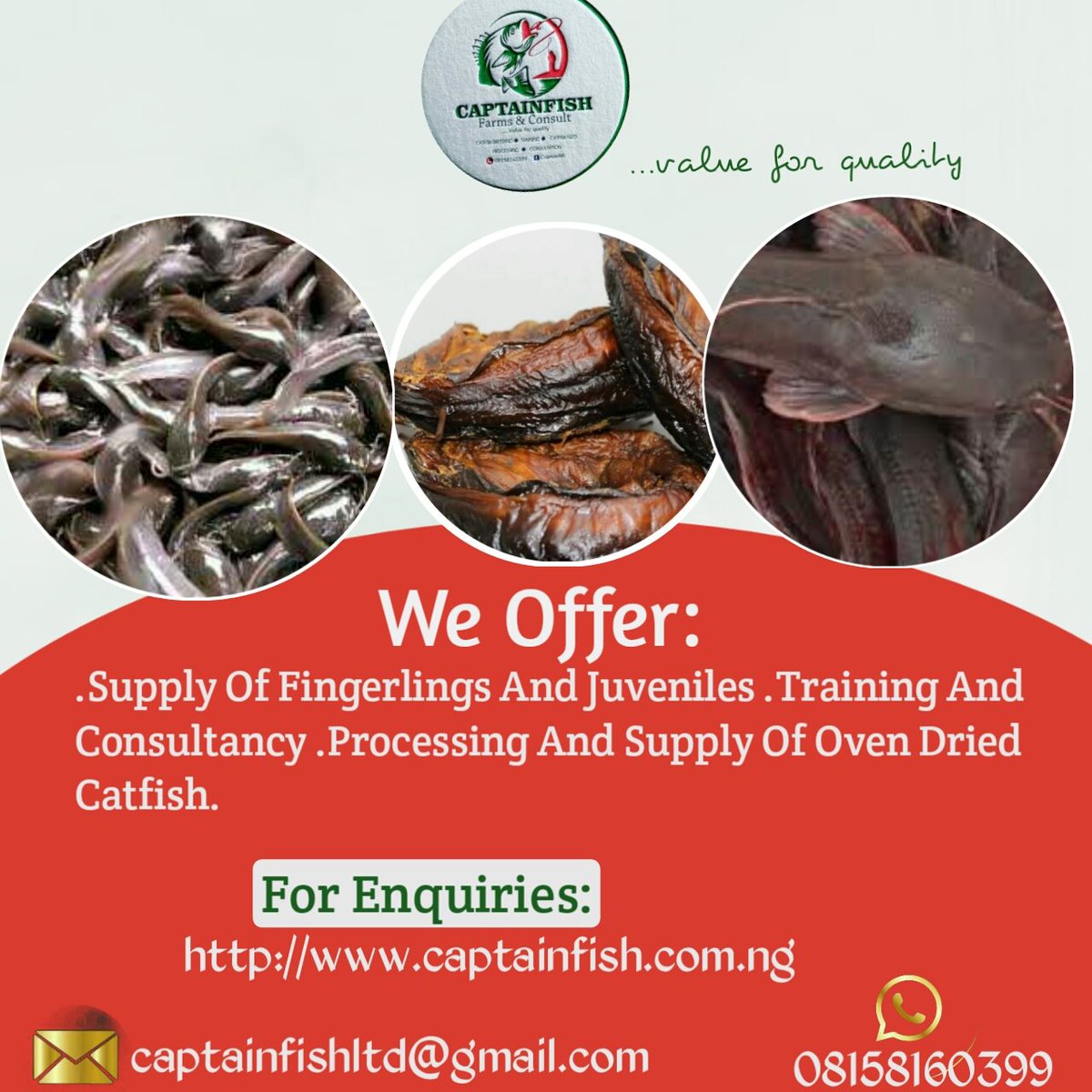 _captainfish's tweet image. Another week is here.
Don't forget to contact us for:
 Supply of fingerlings and juveniles, 
Training and Consultancy,processing and supply of oven dried catfish.

...value for quality
#fish #farming